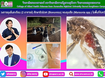 ศึกษาชีวนิเวศ (Bionomics) ของยุงเสือ
(Mansonia spp.)
ในพื้นที่จังหวัดสมุทรสงคราม