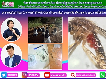Study of the bioecology (Bionomics) of
tiger mosquitoes (Mansonia spp.) in
Samut Songkhram Province.